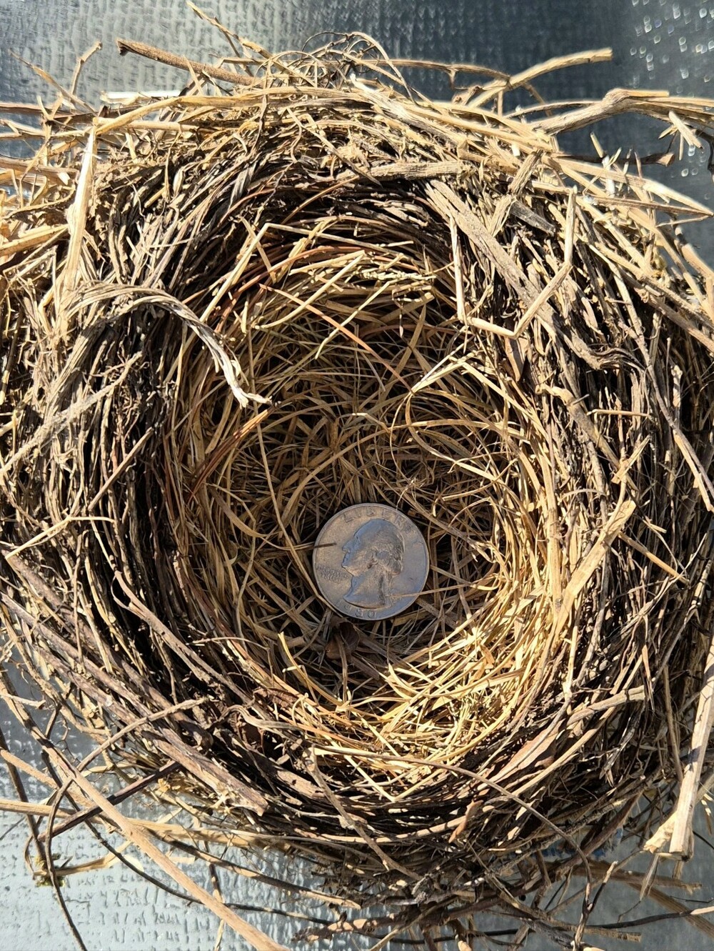 Authentic Abandoned Larger Bird Nest Home-Vacant